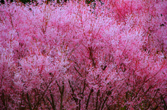 桜山