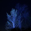 夜光樹