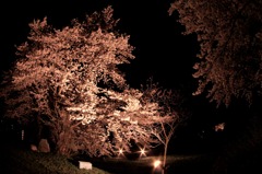 闇中の桜