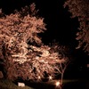 闇中の桜