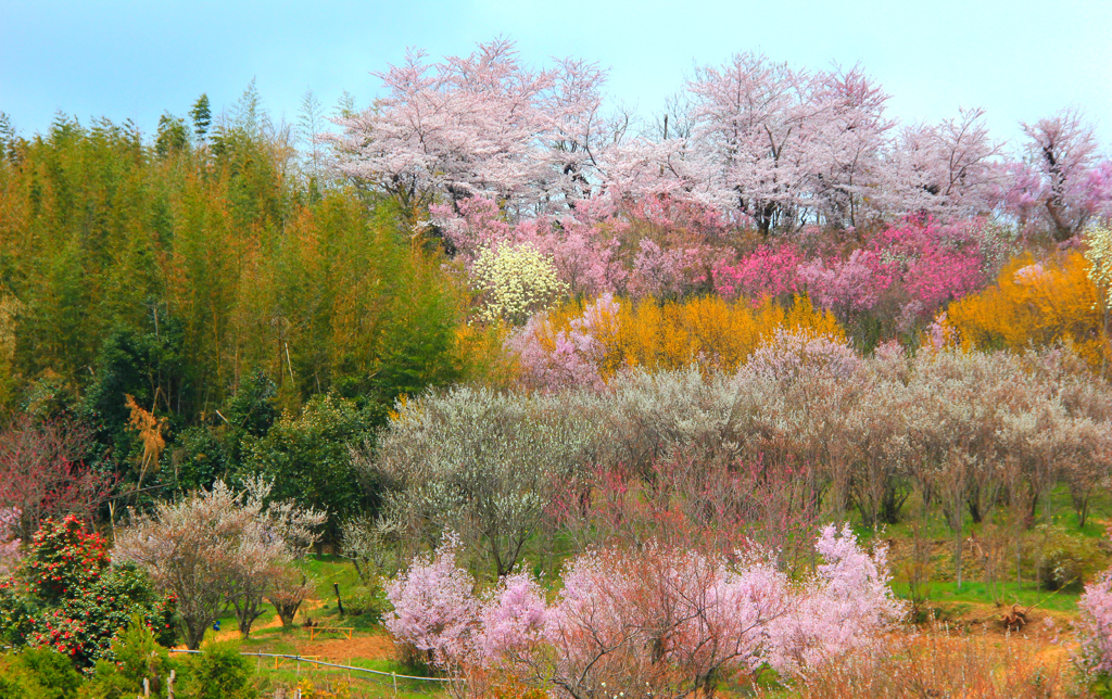 桜のあるとこ