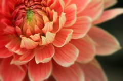 開華