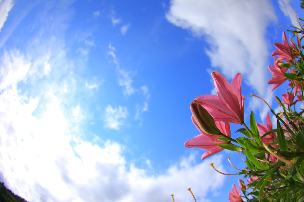 空と花とピンク