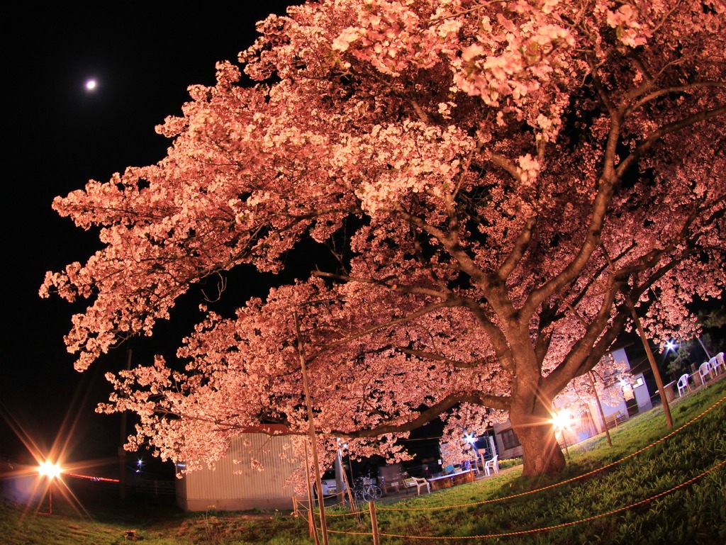 桜樹