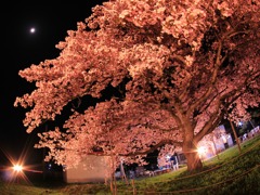 桜樹