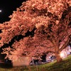 桜樹
