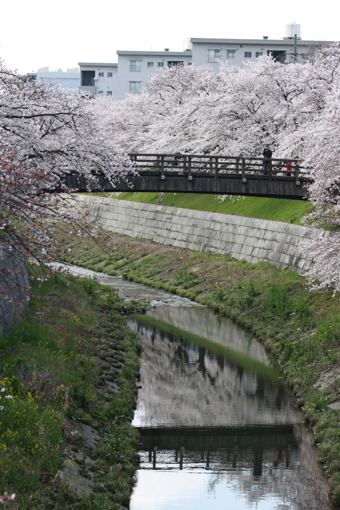 山崎川・・2012