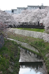 山崎川・・2012