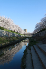 鏡桜