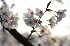 夕日
