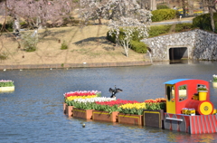 婚姻色の川鵜と桜