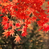 透