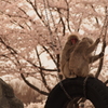 「ん？」