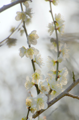 梅の花に惹かれて・・・