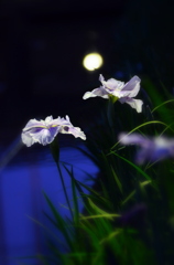 花菖蒲の酔い