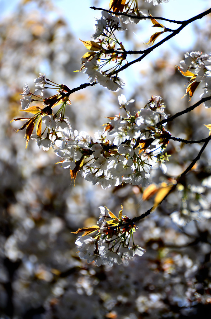 山桜の光 (一心行の大桜)