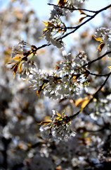 山桜の光 (一心行の大桜)