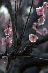 梅の花を撮りたくて・・・