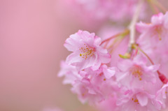桜の空気
