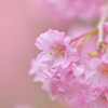 桜の空気