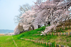 桜並木