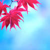 秋の花火