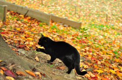 黒猫に出会った２