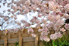 桜並木