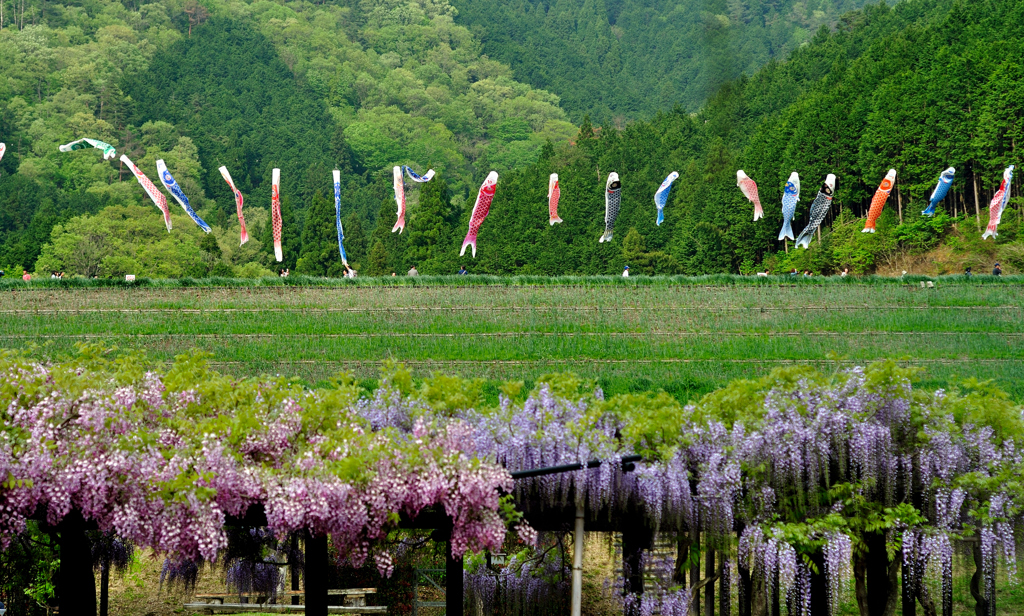 ５月