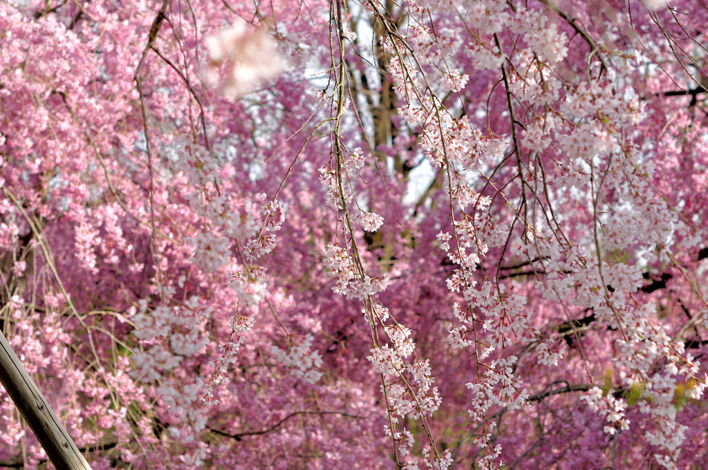桜のカーテン