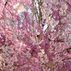 桜のカーテン