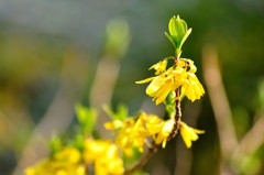 新芽