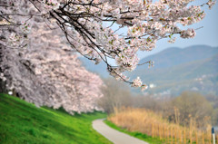 桜並木
