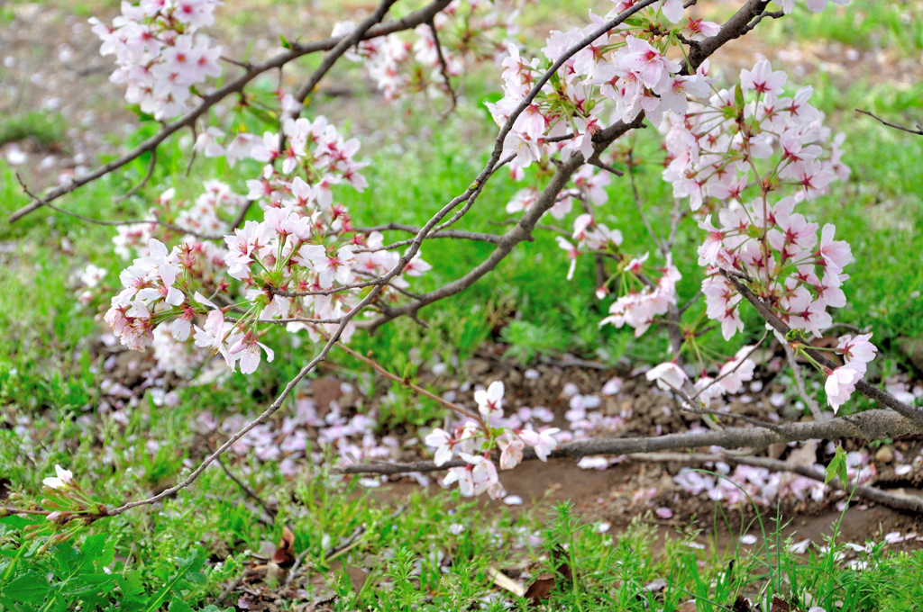 地上の桜