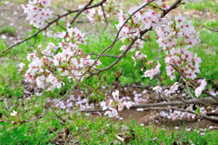 地上の桜