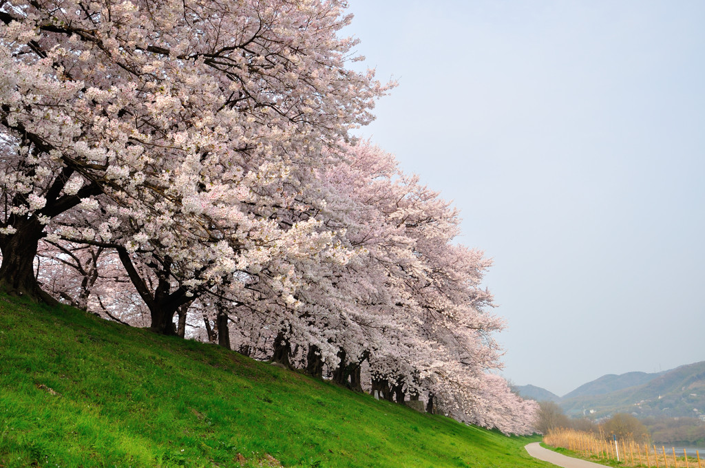 桜並木