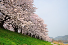 桜並木