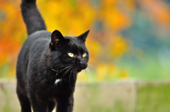 黒猫に出会った３