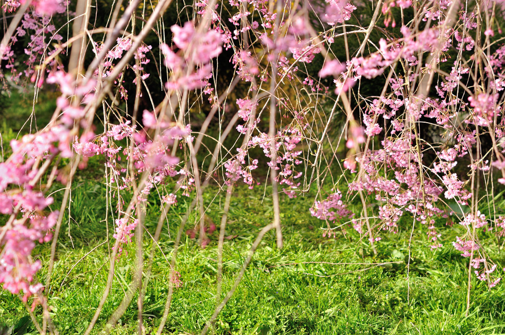 桜のシャワー