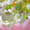白い桜