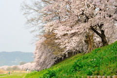 桜並木