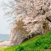 桜並木
