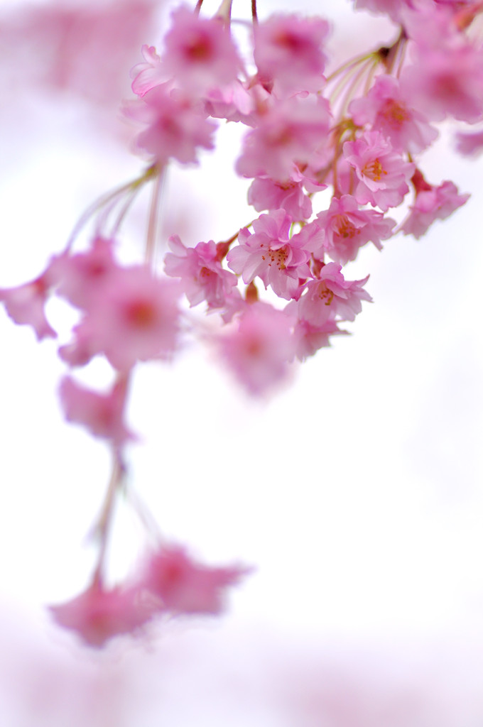 桜の記憶