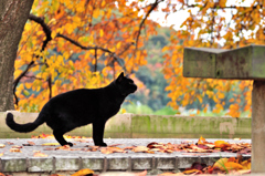 黒猫に出会った４