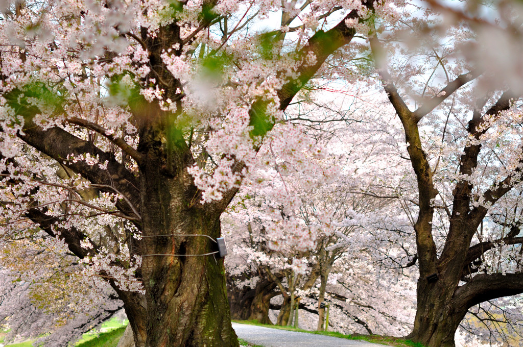 桜並木