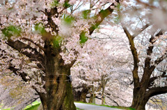 桜並木