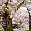 桜並木