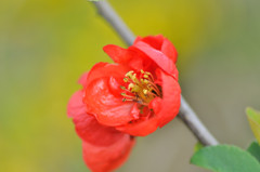 ぼけの花