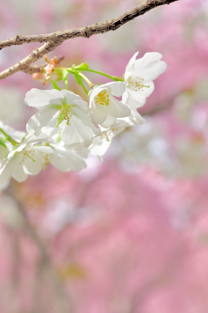 白い桜