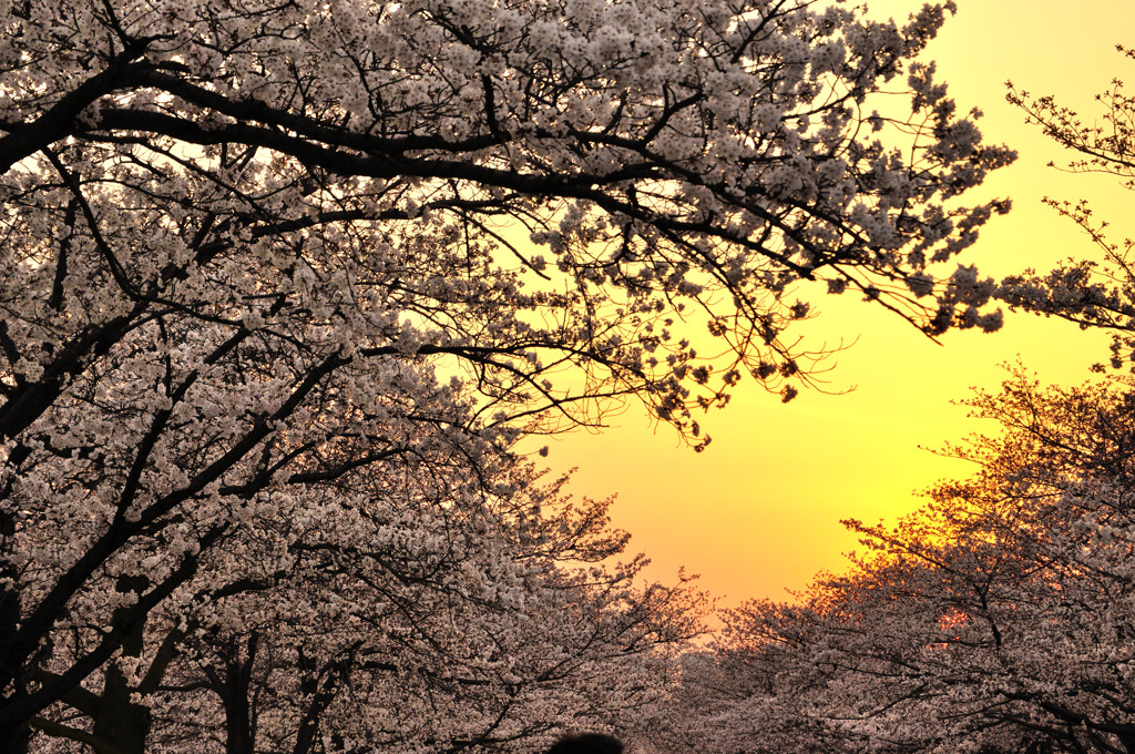 夕焼け色の桜